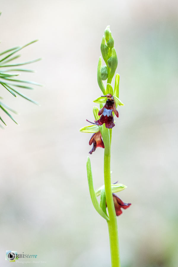 Alpes de Haute Provence, Revest-des-Brousses, flore, ophrys insectifera, orchidée, parc naturel régional du luberon__