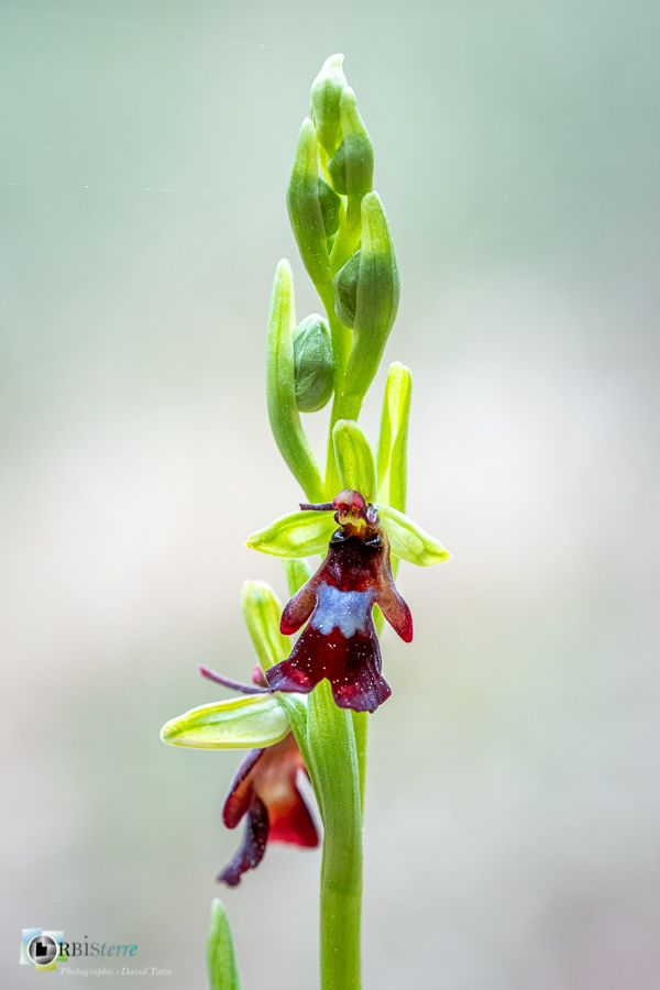 Alpes de Haute Provence, Revest-des-Brousses, flore, ophrys insectifera, orchidée, parc naturel régional du luberon__