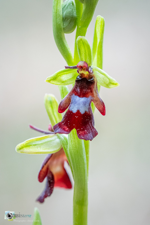 Alpes de Haute Provence, Revest-des-Brousses, flore, ophrys insectifera, orchidée, parc naturel régional du luberon__