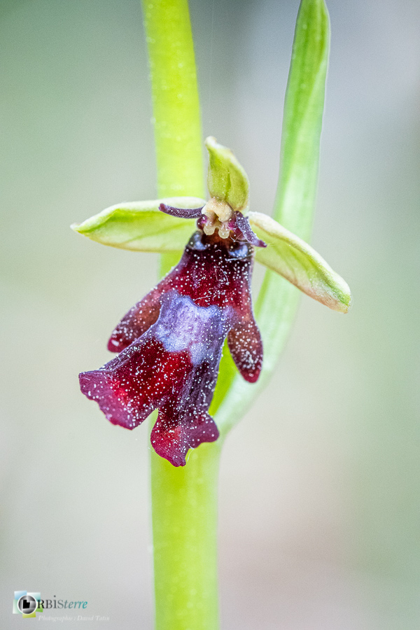 Alpes de Haute Provence, Revest-des-Brousses, flore, ophrys insectifera, orchidée, parc naturel régional du luberon__