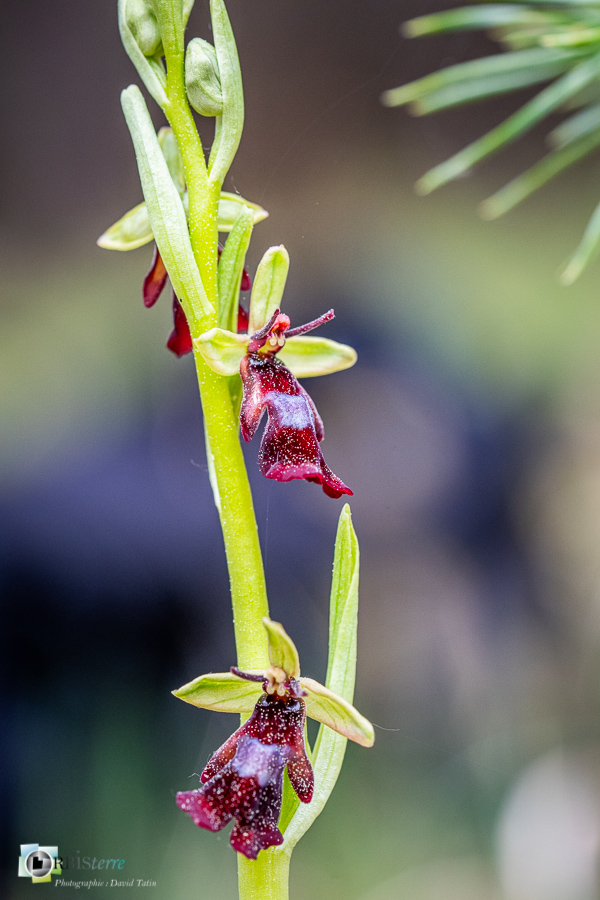 Alpes de Haute Provence, Revest-des-Brousses, flore, ophrys insectifera, orchidée, parc naturel régional du luberon__
