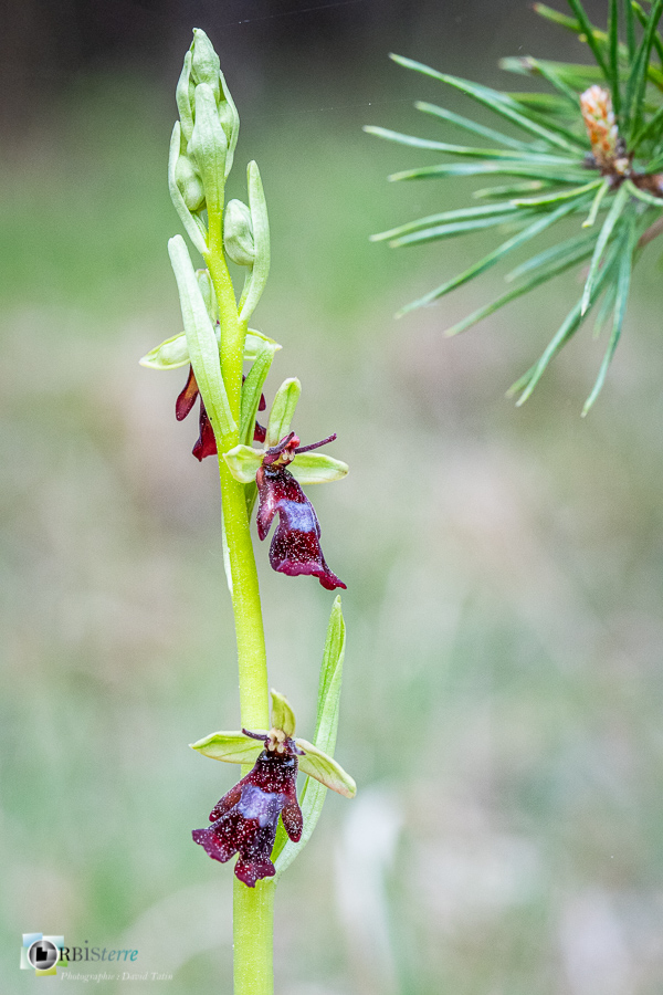 Alpes de Haute Provence, Revest-des-Brousses, flore, ophrys insectifera, orchidée, parc naturel régional du luberon__