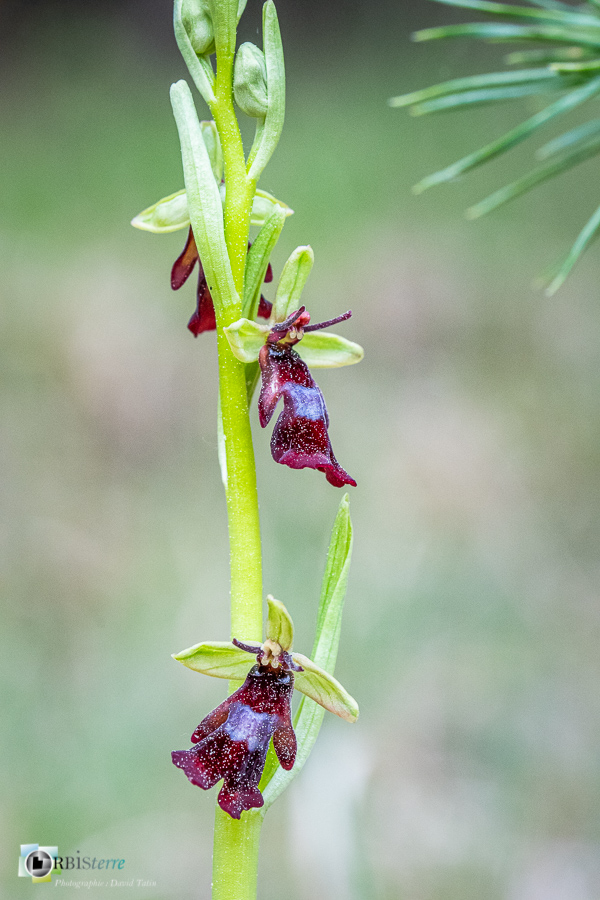 Alpes de Haute Provence, Revest-des-Brousses, flore, ophrys insectifera, orchidée, parc naturel régional du luberon__