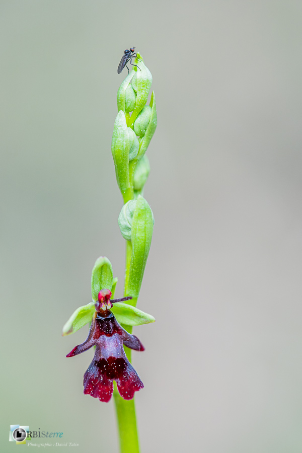 Alpes de Haute Provence, Revest-des-Brousses, diptère, flore, insecte, mouche, ophrys insectifera, orchidée, parc naturel régional du luberon__