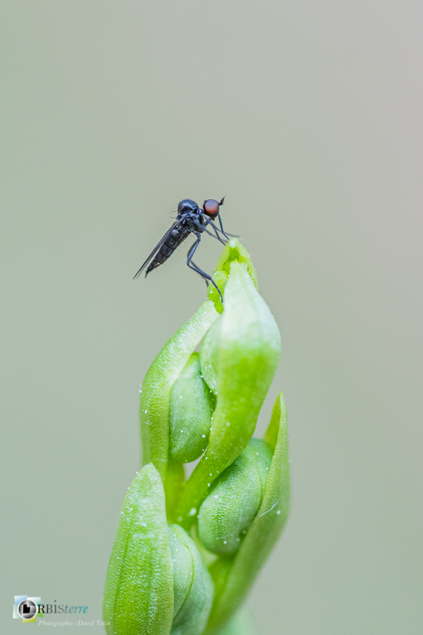 Alpes de Haute Provence, Revest-des-Brousses, diptère, insecte, mouche, parc naturel régional du luberon__