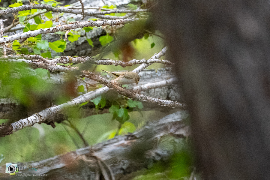 Alpes de Haute Provence, Aves, Birds, Oiseaux, Passériformes, Phylloscopidae, Phylloscopidés, Phylloscopus bonelli, Pouillot de Bonelli, Revest-des-Brousses, Uccelli, Vögel, Western Bonelli's Warbler, faune, oiseau, parc naturel régional du luberon__