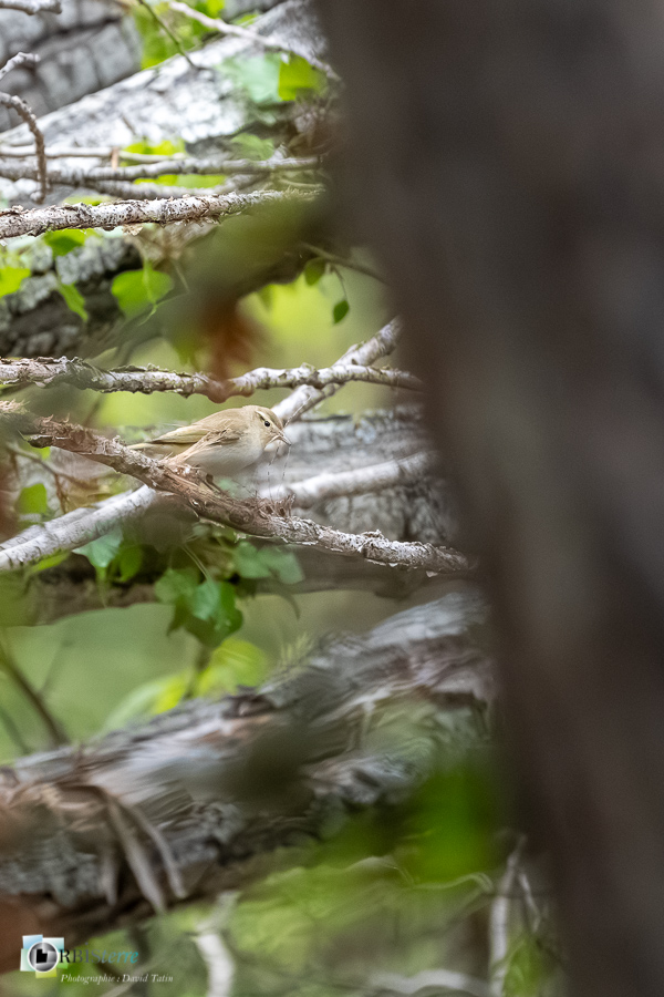 Alpes de Haute Provence, Aves, Birds, Oiseaux, Passériformes, Phylloscopidae, Phylloscopidés, Phylloscopus bonelli, Pouillot de Bonelli, Revest-des-Brousses, Uccelli, Vögel, Western Bonelli's Warbler, faune, oiseau, parc naturel régional du luberon__