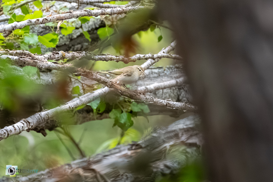 Alpes de Haute Provence, Aves, Birds, Oiseaux, Passériformes, Phylloscopidae, Phylloscopidés, Phylloscopus bonelli, Pouillot de Bonelli, Revest-des-Brousses, Uccelli, Vögel, Western Bonelli's Warbler, faune, oiseau, parc naturel régional du luberon__