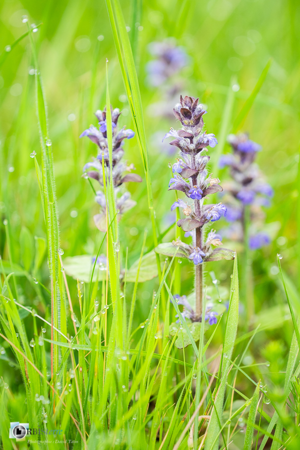 Alpes de Haute Provence, Revest-des-Brousses, bugle, flore, parc naturel régional du luberon__