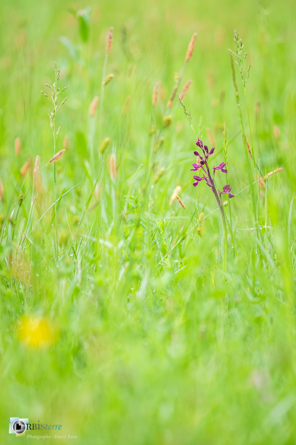 Alpes de Haute Provence, Revest-des-Brousses, anacamptis laxiflora, flore, orchidée, parc naturel régional du luberon__