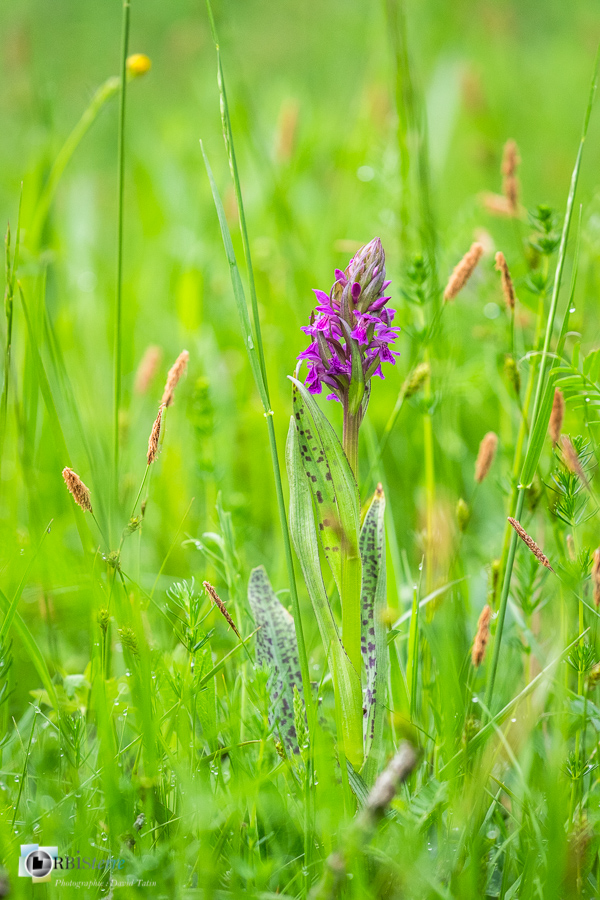 Alpes de Haute Provence, Dactylorhiza majalis, Revest-des-Brousses, flore, orchidée, parc naturel régional du luberon__