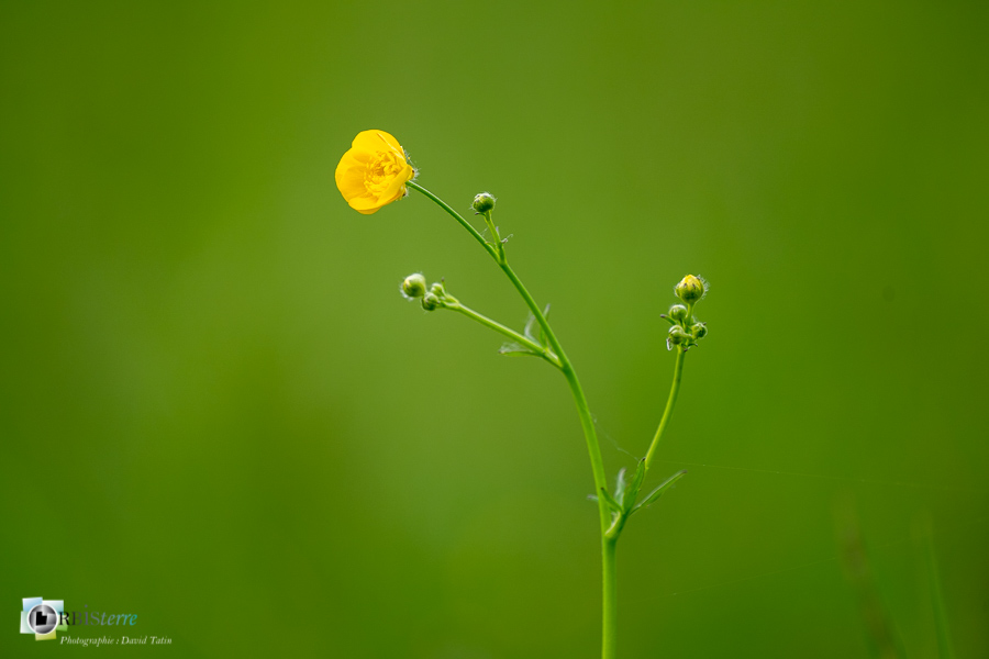 Alpes de Haute Provence, Revest-des-Brousses, bouton d'or, flore, parc naturel régional du luberon, ranuculus acris__