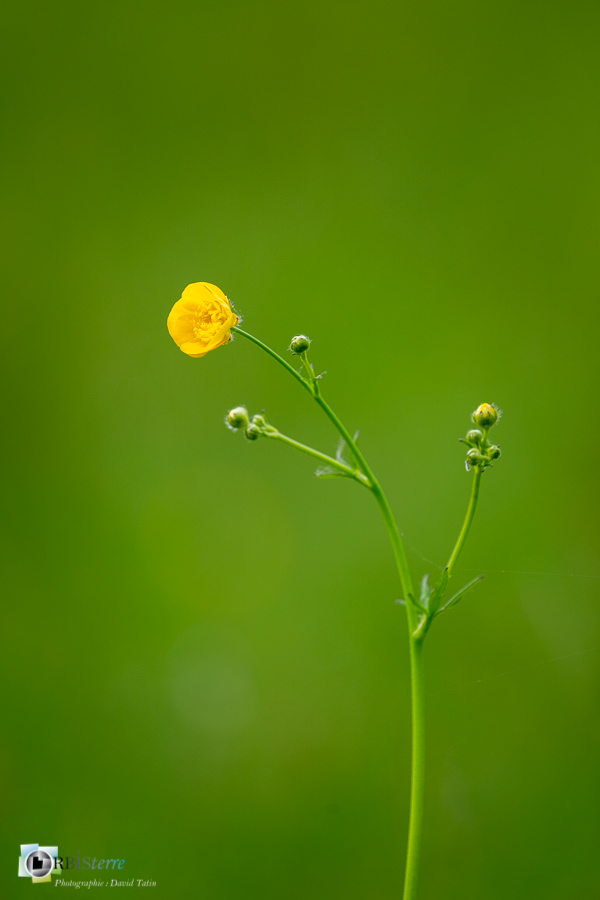 Alpes de Haute Provence, Revest-des-Brousses, bouton d'or, flore, parc naturel régional du luberon, ranuculus acris__