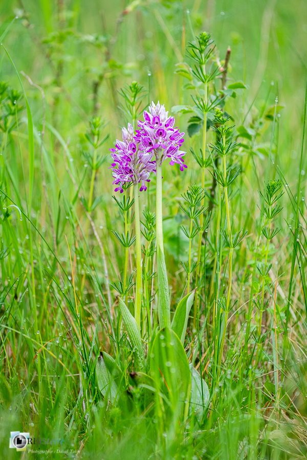 Alpes de Haute Provence, Revest-des-Brousses, flore, orchidée, orchis militaris, parc naturel régional du luberon__