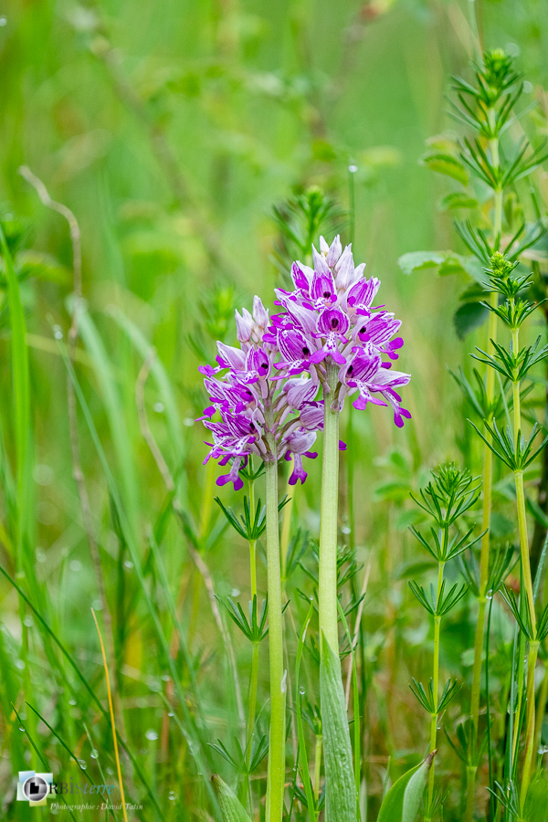 Alpes de Haute Provence, Revest-des-Brousses, flore, orchidée, orchis militaris, parc naturel régional du luberon__