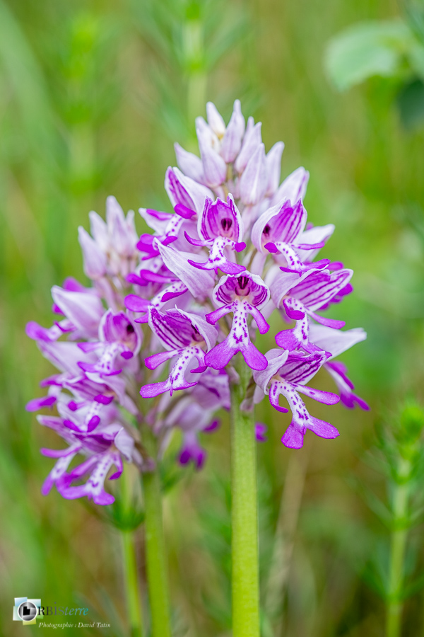 Alpes de Haute Provence, Revest-des-Brousses, flore, orchidée, orchis militaris, parc naturel régional du luberon__