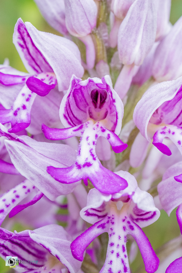 Alpes de Haute Provence, Revest-des-Brousses, flore, orchidée, orchis militaris, parc naturel régional du luberon__
