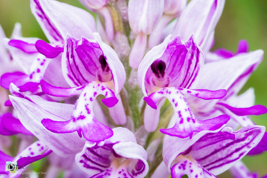 Alpes de Haute Provence, Revest-des-Brousses, flore, orchidée, orchis militaris, parc naturel régional du luberon__
