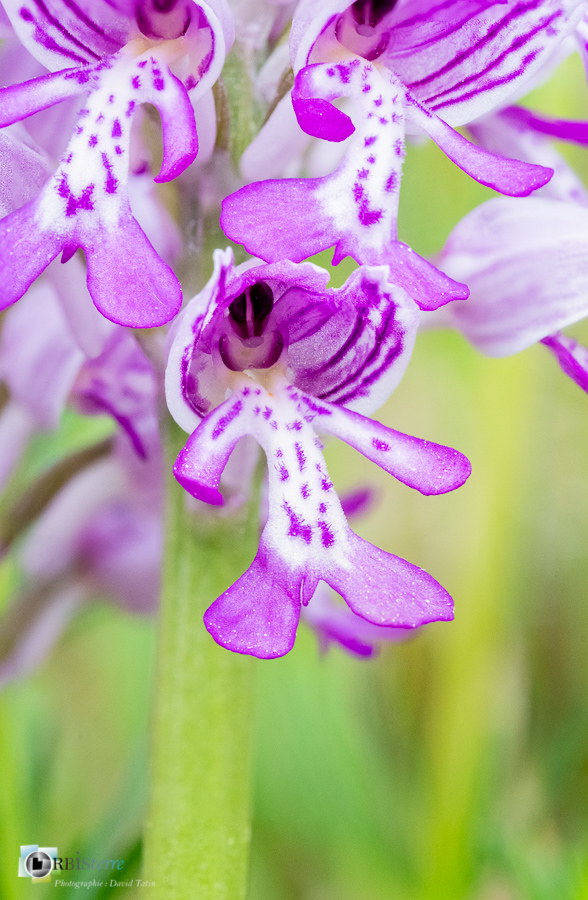Alpes de Haute Provence, Revest-des-Brousses, flore, orchidée, orchis militaris, parc naturel régional du luberon__