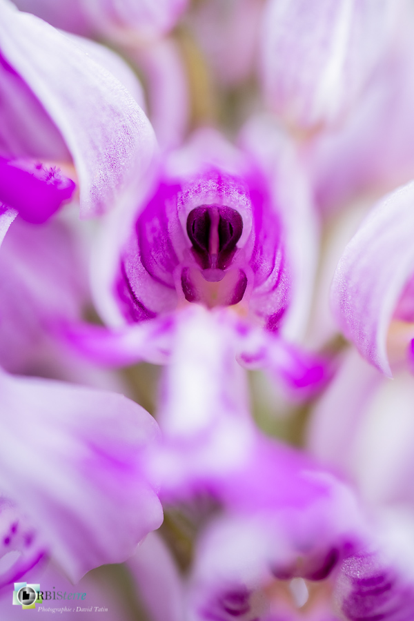 Alpes de Haute Provence, Revest-des-Brousses, flore, orchidée, orchis militaris, parc naturel régional du luberon__
