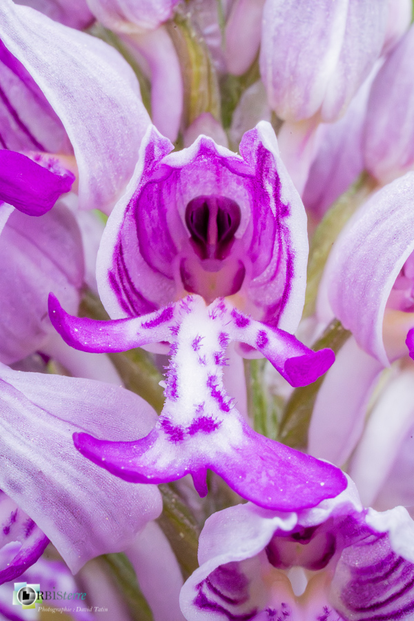 Alpes de Haute Provence, Revest-des-Brousses, flore, orchidée, orchis militaris, parc naturel régional du luberon__