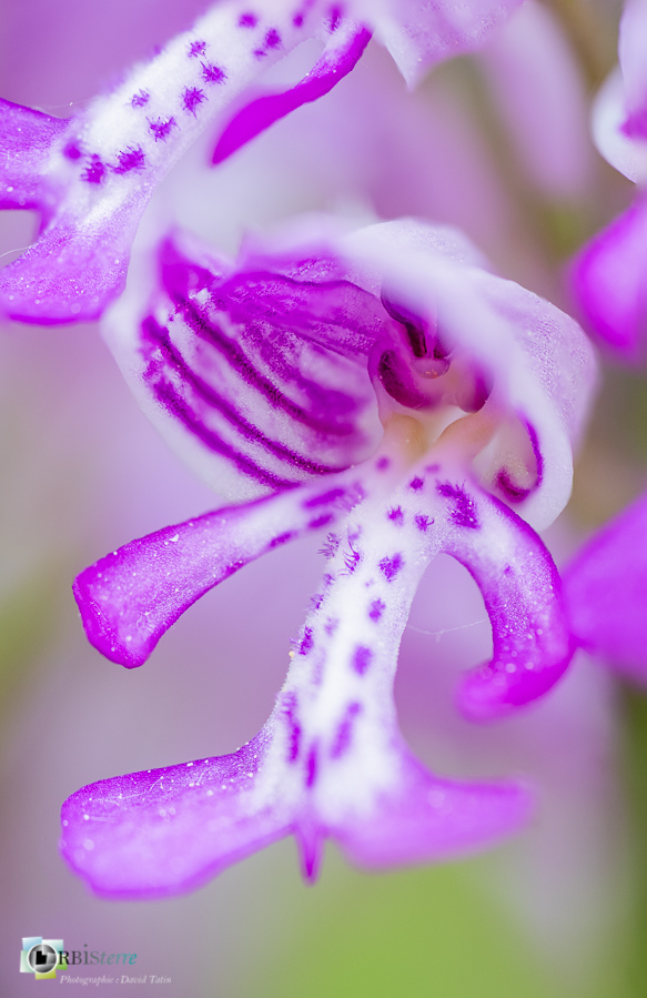 Alpes de Haute Provence, Revest-des-Brousses, flore, orchidée, orchis militaris, parc naturel régional du luberon__
