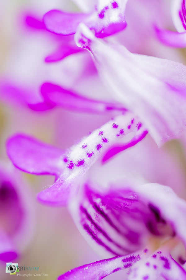 Alpes de Haute Provence, Revest-des-Brousses, flore, orchidée, orchis militaris, parc naturel régional du luberon__