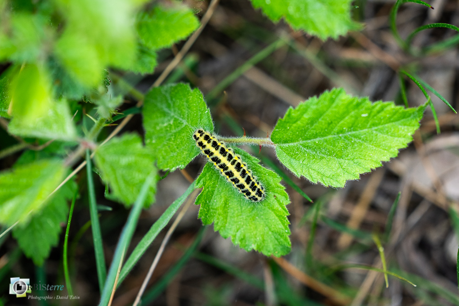 Alpes de Haute Provence, Revest-des-Brousses, chenille, faune, insecte, parc naturel régional du luberon, zygène de la filipendule__
