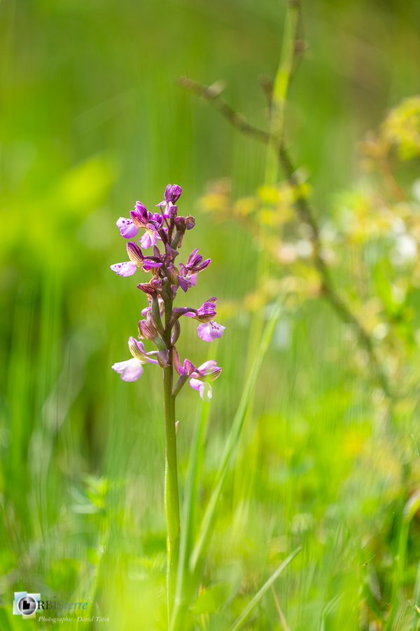 Alpes de Haute Provence, Revest-des-Brousses, anacamptis morio, flore, orchidée, parc naturel régional du luberon__