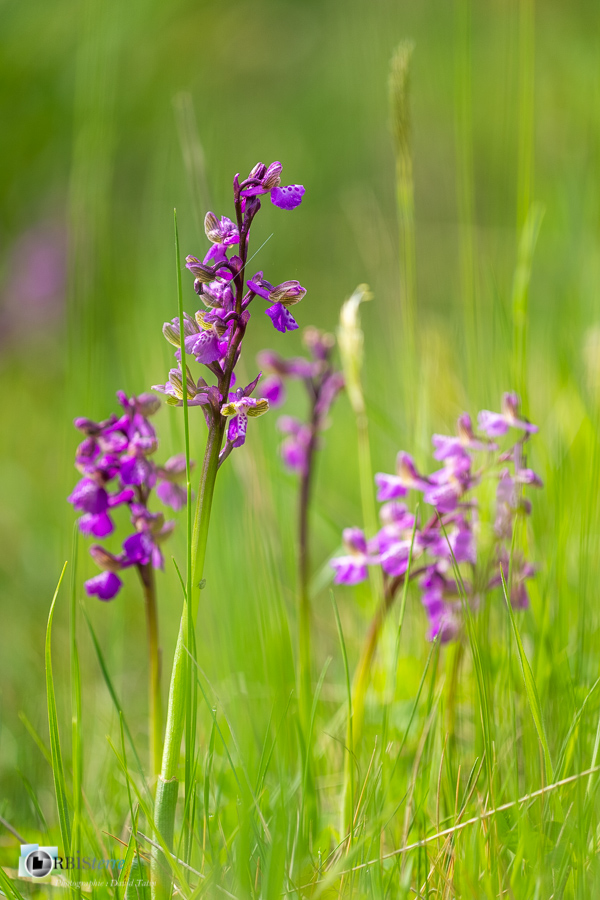 Alpes de Haute Provence, Revest-des-Brousses, anacamptis morio, flore, orchidée, parc naturel régional du luberon__