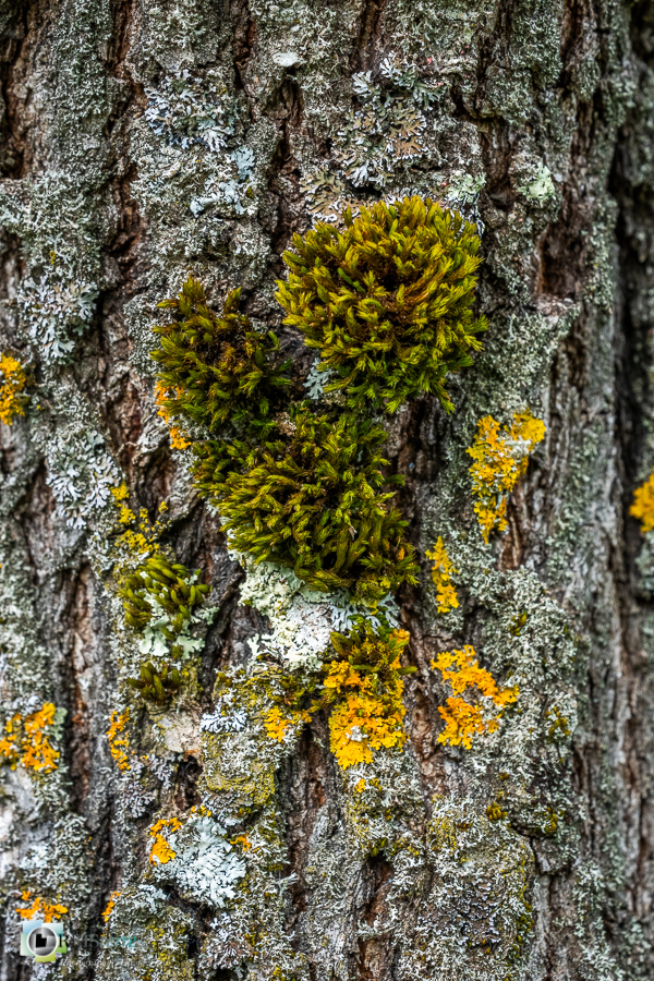 Alpes de Haute Provence, Revest-des-Brousses, lichen, mousse, parc naturel régional du luberon, tronc, écorce__