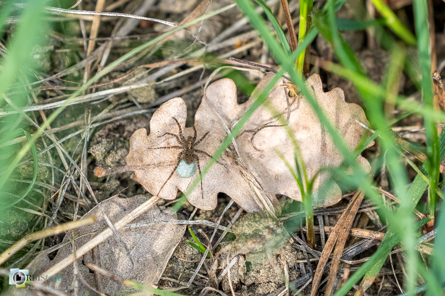 Alpes de Haute Provence, Revest-des-Brousses, araignée, faune, lycosidae, parc naturel régional du luberon__