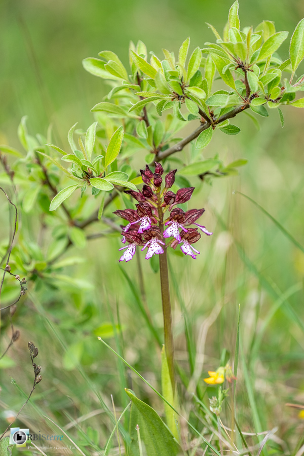 Alpes de Haute Provence, Revest-des-Brousses, flore, orchidée, orchis purpurea, parc naturel régional du luberon__