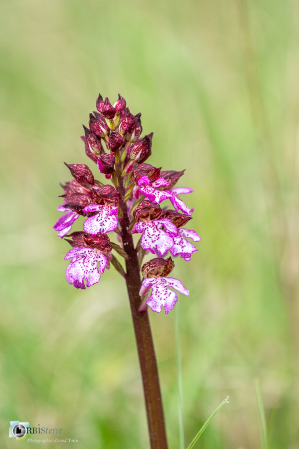 Alpes de Haute Provence, Revest-des-Brousses, flore, orchidée, orchis purpurea, parc naturel régional du luberon__