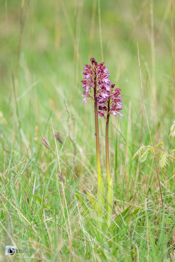 Alpes de Haute Provence, Revest-des-Brousses, flore, orchidée, orchis purpurea, parc naturel régional du luberon__
