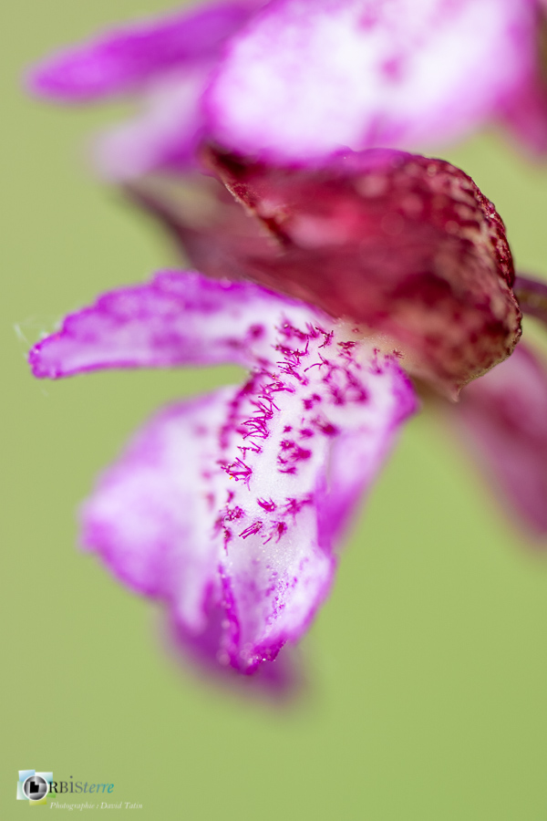 Alpes de Haute Provence, Revest-des-Brousses, flore, orchidée, orchis purpurea, parc naturel régional du luberon__