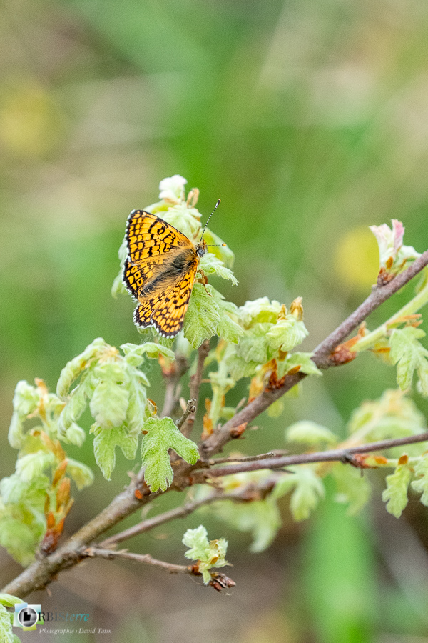 Alpes de Haute Provence, Revest-des-Brousses, faune, insecte, méliltée du plantain, parc naturel régional du luberon__