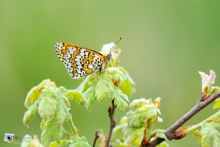 Alpes de Haute Provence, Revest-des-Brousses, faune, insecte, méliltée du plantain, parc naturel régional du luberon__