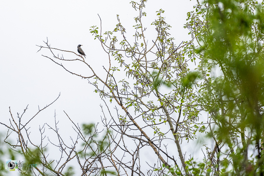 Alpes de Haute Provence, Revest-des-Brousses, faune, oiseau, parc naturel régional du luberon, étourneau sansonnet__