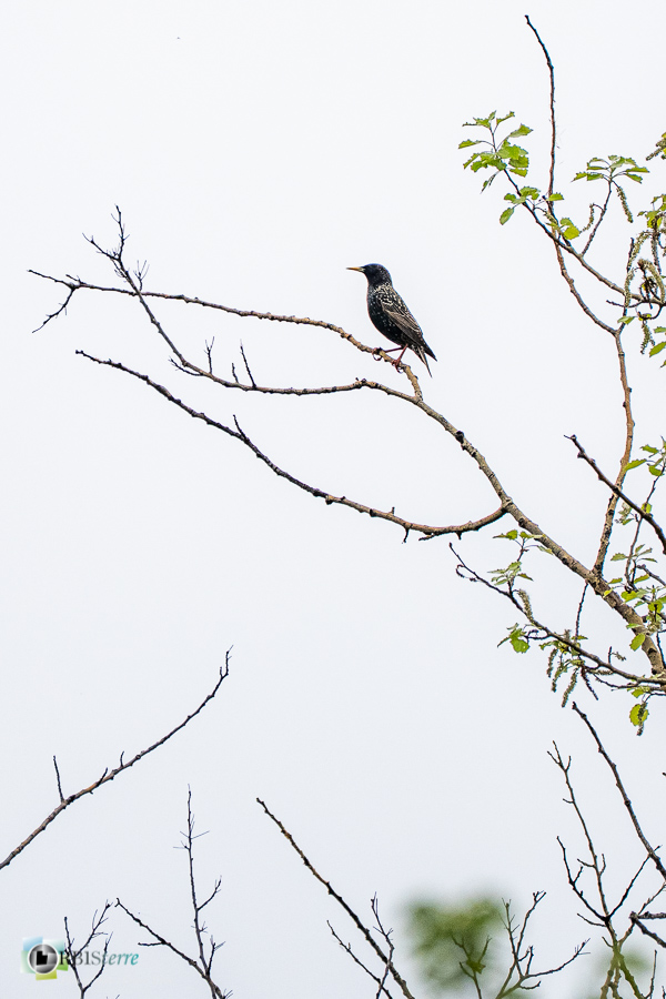 Alpes de Haute Provence, Revest-des-Brousses, faune, oiseau, parc naturel régional du luberon, étourneau sansonnet__