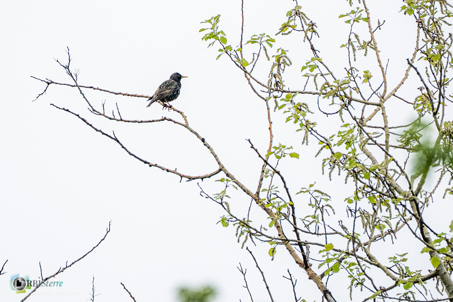 Alpes de Haute Provence, Revest-des-Brousses, faune, oiseau, parc naturel régional du luberon, étourneau sansonnet__