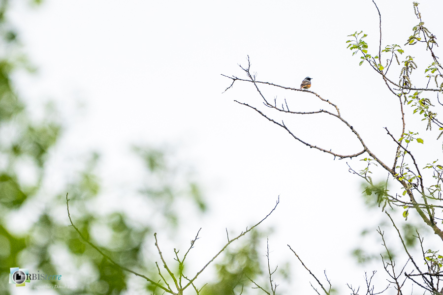 Alpes de Haute Provence, Aves, Birds, Common Redstart, Muscicapidae, Muscicapidés, Oiseaux, Passériformes, Phoenicurus phoenicurus, Revest-des-Brousses, Rougequeue à front blanc, Uccelli, Vögel, faune, oiseau, parc naturel régional du luberon__