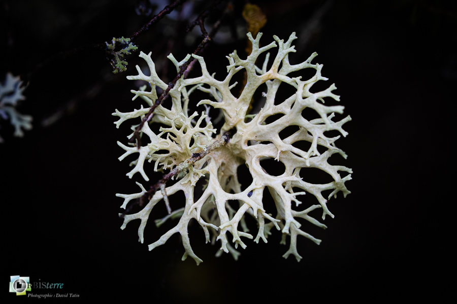 Alpes de Haute Provence, Revest-des-Brousses, lichen, parc naturel régional du luberon__