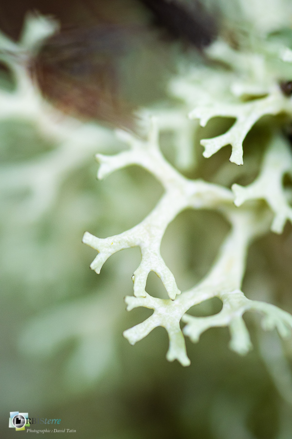Alpes de Haute Provence, Revest-des-Brousses, lichen, parc naturel régional du luberon__