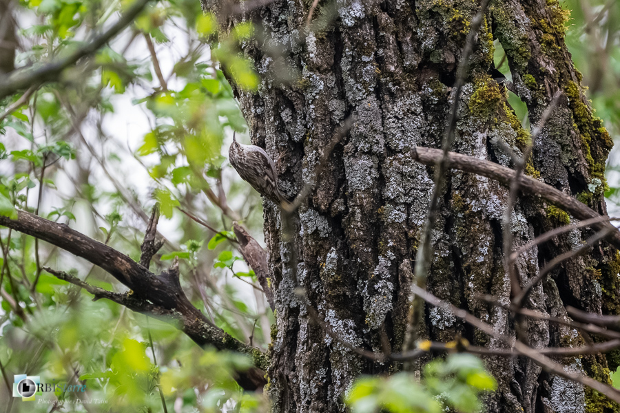 Alpes de Haute Provence, Aves, Birds, Certhia brachydactyla, Certhiidae, Certhiidés, Grimpereau des jardins, Oiseaux, Passériformes, Revest-des-Brousses, Short-toed Treecreeper, Uccelli, Vögel, faune, oiseau, parc naturel régional du luberon__