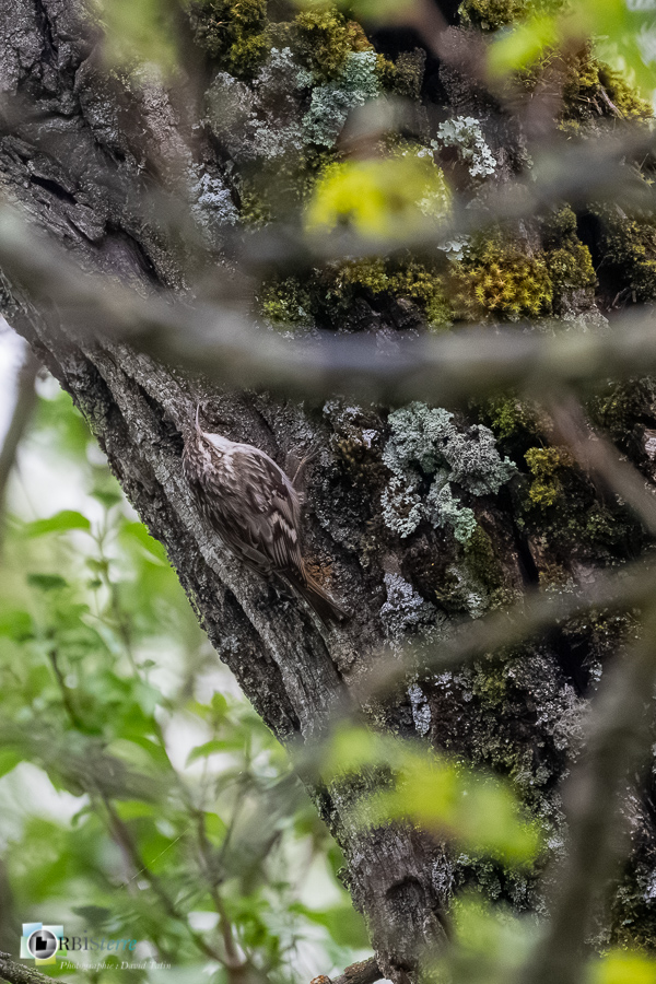 Alpes de Haute Provence, Aves, Birds, Certhia brachydactyla, Certhiidae, Certhiidés, Grimpereau des jardins, Oiseaux, Passériformes, Revest-des-Brousses, Short-toed Treecreeper, Uccelli, Vögel, faune, oiseau, parc naturel régional du luberon__
