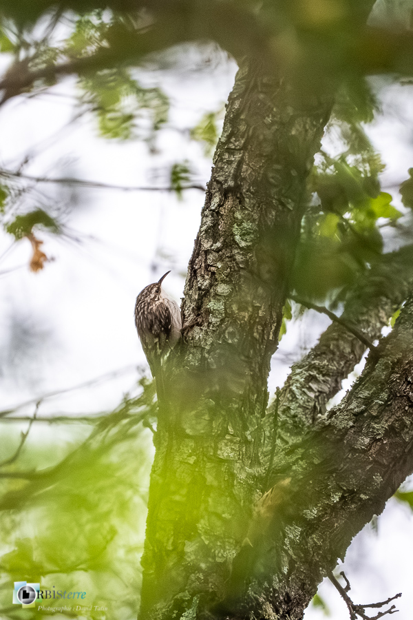 Alpes de Haute Provence, Aves, Birds, Certhia brachydactyla, Certhiidae, Certhiidés, Grimpereau des jardins, Oiseaux, Passériformes, Revest-des-Brousses, Short-toed Treecreeper, Uccelli, Vögel, faune, oiseau, parc naturel régional du luberon__