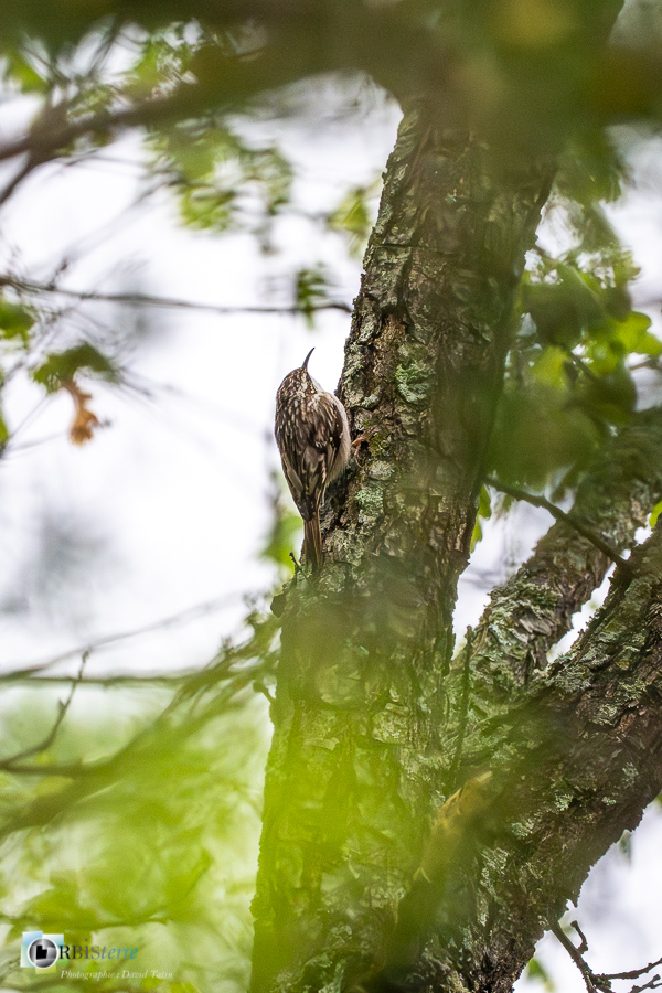 Alpes de Haute Provence, Aves, Birds, Certhia brachydactyla, Certhiidae, Certhiidés, Grimpereau des jardins, Oiseaux, Passériformes, Revest-des-Brousses, Short-toed Treecreeper, Uccelli, Vögel, faune, oiseau, parc naturel régional du luberon__