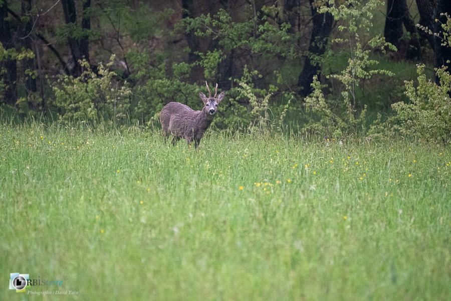 Alpes de Haute Provence, Revest-des-Brousses, chevreuil, faune, mammière, parc naturel régional du luberon__