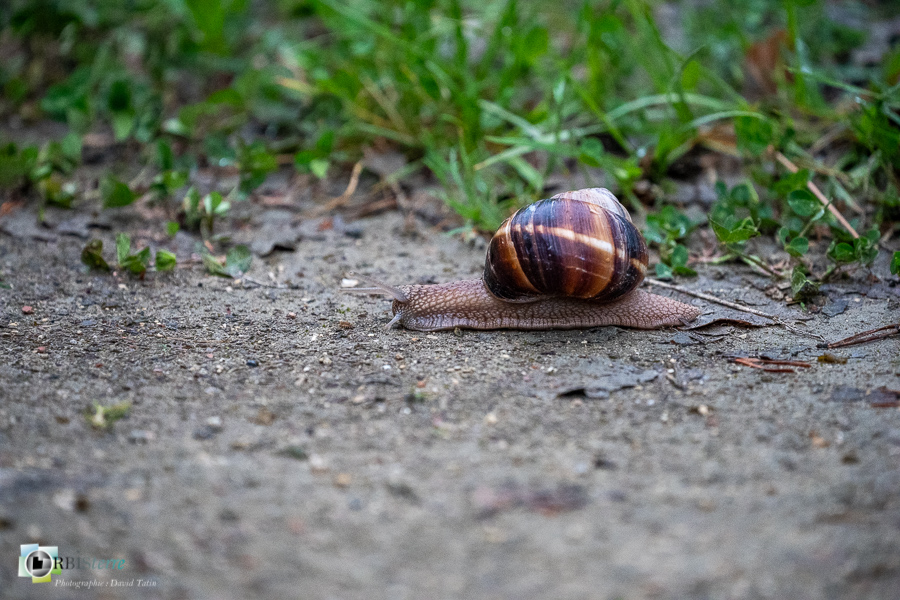 Alpes de Haute Provence, Revest-des-Brousses, escargot, faune, gastéropode, invertébré, parc naturel régional du luberon__